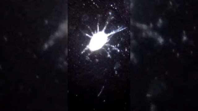 Монстр в микроскопе. (2) смотреть онлайн