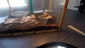 Уход и содержание прытких ящериц