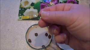 КОБЕЯ. СЕКРЕТЫ ПОДГОТОВКИ СЕМЯН К ПОСЕВУ