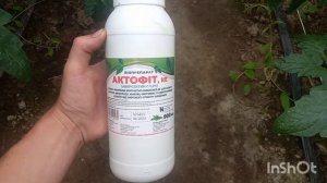 Чим Обработать от Гусениц на Томатов