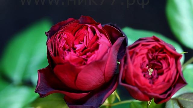 Как распускается роза Адмирал. Timelapse Rose 4К. Admiral (Tantau 2017) смотреть онлайн