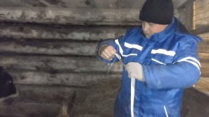 Откорм быков. Вес  быка Голштинской породы в 8 месяцев # кормление_быков #как_взвесить_быков #откор