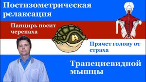 Постизометрическая релаксация. Принципы метода. Релаксация трапецивидной мышцы.