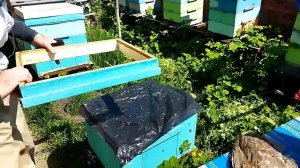 Вывод маток ч 2 Контроль запечатки маточников
