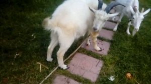 Когда и как надо сводить козу: охота у коз