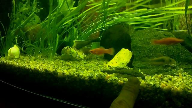 Water World #37 / Аквариум на 120 литров / Два месяца спустя. смотреть онлайн