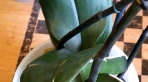 Цветущие орхидеи марта. Долго цветущие и не прихотливые. Видео Обзор орхидей.