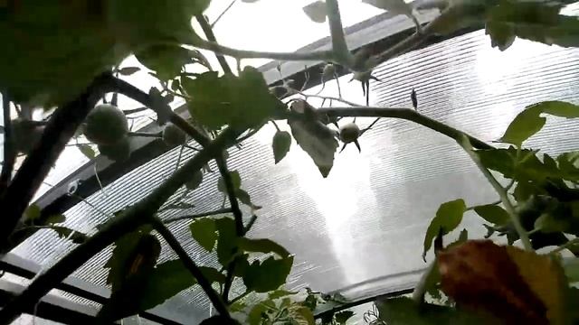 Обзор сортов томатов Красная и Черная вишенка. смотреть онлайн