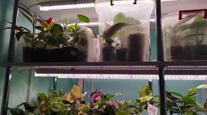 8 Марта. Новый стеллаж/ Растения на стеллаже