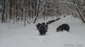 Кабаны. Откуда в лесу протоптанные зимние тропинки) Фото и видео с фотоловушек Егерькам.