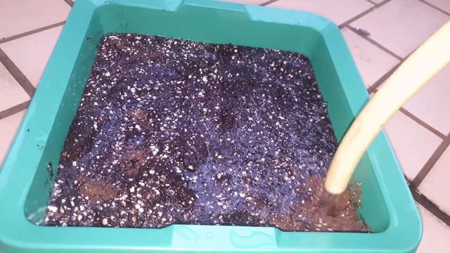 Часть1 (Проращивание): Две семечки в одном горшке ACDC CBD смотреть онлайн