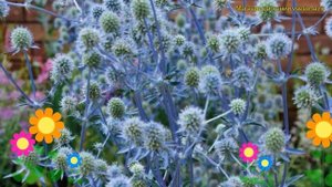 Синеголовник плосколистный Глиттер Блю. Краткий обзор, описание eryngium planum Glitter Blue