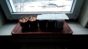 Выращиваем лук севок на подоконнике. ПОЛУЧИЛОСЬ ОЧЕНЬ МНОГО ЛУКА?