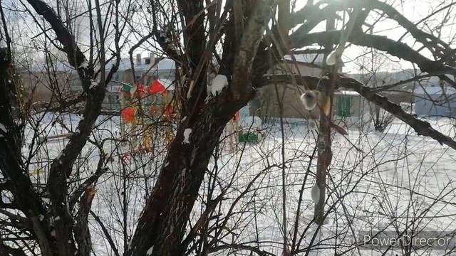 Чудо в Жирекене! Верба расцвела на Крещение. - 45° #крещениегосподне  #челлендж