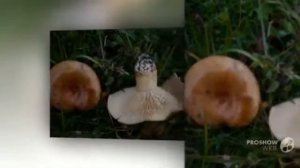 Lactarius trivialis - fungi kingdom