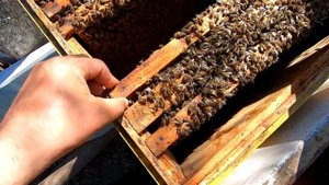 МЕСТНАЯ ПОРОДА ПЧЁЛ И СЕМЬИ НА РОЕВЫХ МАТКАХ, ИХ ПРИРОДНАЯ СИЛА/РОЕНИЕ БУДЕТ, ТРУТА МНОГО, РОЕВЫЕ..