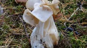 Helvella crispa