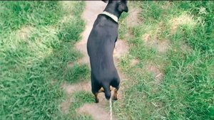 Как научить ягдтерьера команде "стой"?