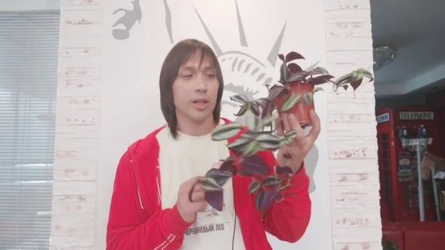 Густая Лиана , Традесканции , Сеткреазия , Эпипремнум , Сциндаптус золотистый , Плющ обыкновенный смотреть онлайн