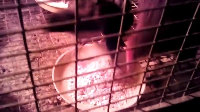 Курица учит цыплят клевать ( цыпам 1 месяц) смотреть онлайн