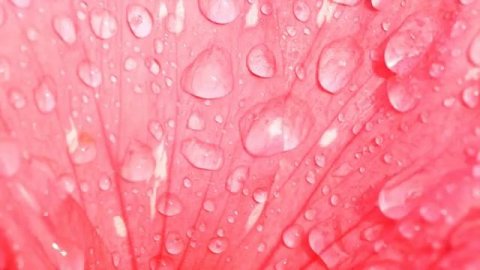 Rose Flowers video footage #NoCopyright, #FullHD, #FreeFlowersFootage, #RoseFlowersFreeDownload ♥️