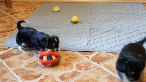 ПРОДАЖА щенки чорки,мальчики