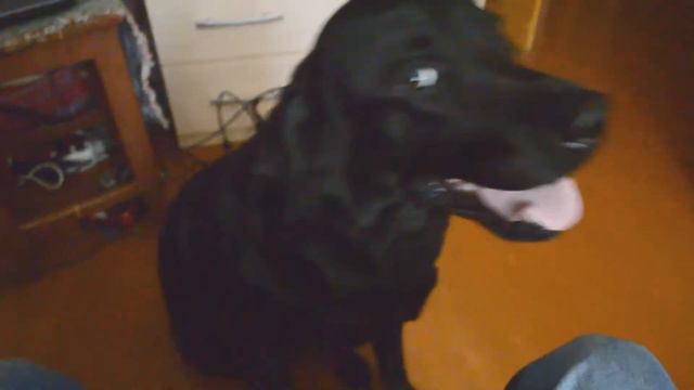 Рандом - Мой любимый песик. смотреть онлайн