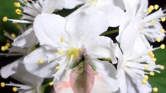 С праздником, милые женщины!. смотреть онлайн