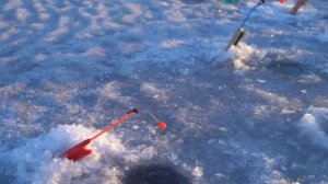 Ловля корюшки 2023 | Подлёдный лов | Финский залив