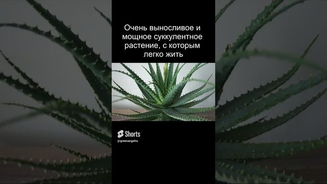 Алоэ Арборесценс (Aloe arborescens) / Древовидное Алоэ #Shorts