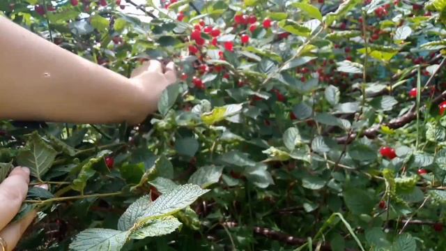 Сезон вишни ?? смотреть онлайн