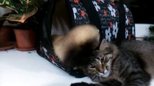 как себя ведут Харёк и Кот  !!!!!