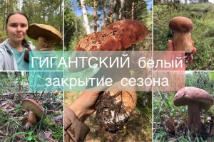 Гигантский белый гриб. Закрытие сезона
