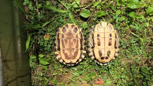 Red-Eared Slider! смотреть онлайн