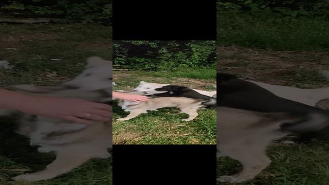 Встретили вот таких Мимимишек 🤗 Кто нибудь хочет забрать себе?