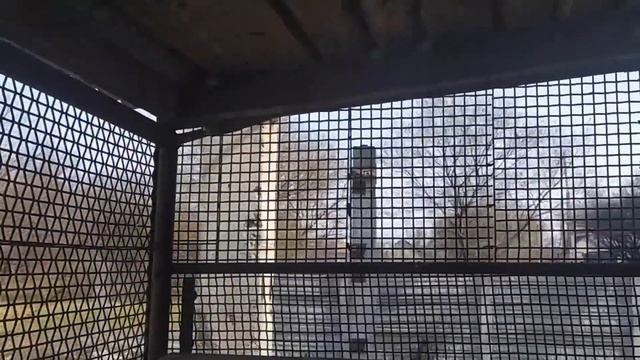 "Сильные" с интересным окрасом - высоколетные безкружные голуби г. Горловки. Николаевские Голуби. смотреть онлайн