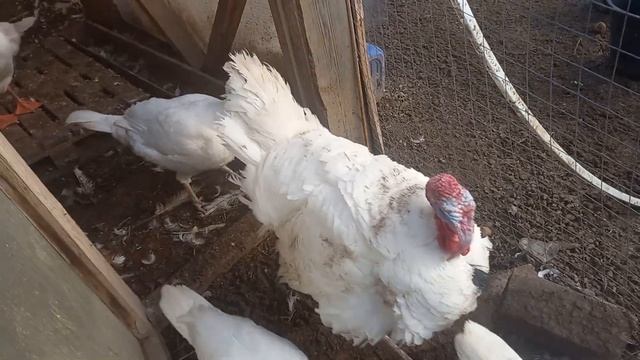 Утро в колхозе))) Кому мясо, сало???? смотреть онлайн