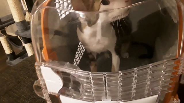 Ориентальный кот играет в своей переноске😸| Oriental Cat Loves His Transport Case