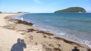 Японское море. сбор морской капусты.