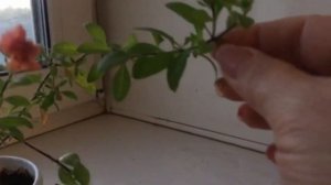 Черенкуем петунью колибрахоа