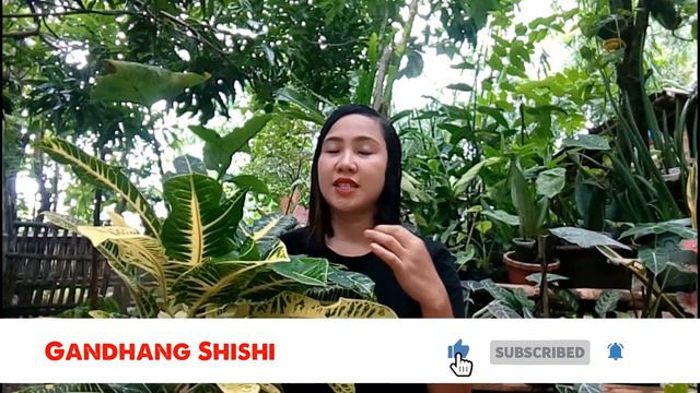 Croton Plants easy propagation & care guide for beginners | San Francisco | Indoor & Outdoor Plants