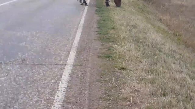 КТО ЛЮБИТ ЛОШАДЕЙ - ВАМ СЮДА/ смотреть онлайн