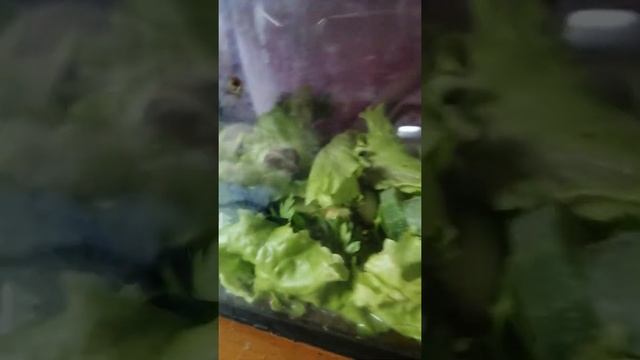 Первое видео на канале.Основы разведения виноградных улиток в домашних условиях. смотреть онлайн