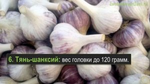 Выращивание чеснока как бизнес - 11 сортов озимого чеснока для промышленного выращивания