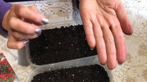 Сеем бегонию  - все секреты!