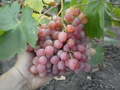 Сорт Винограда Кишмиш Лучистый