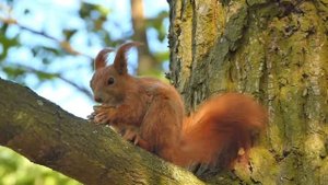 20 интересных фактов о белках