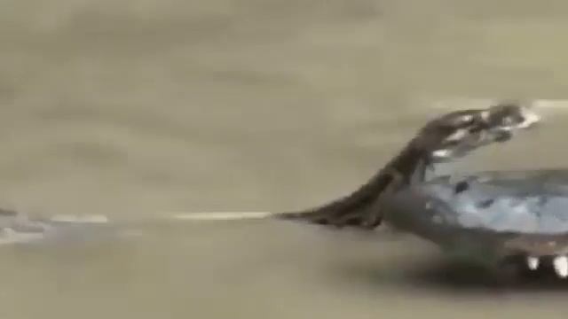 anaconda vs crocodile Python vs Alligator compilation Python vs crocodile Snake 640x360 смотреть онлайн