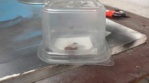 Жизнь Мухи 5-9 день / Как приживутся 2 мухи вместе?