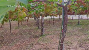 Шайн мускат и не только: какие сорта винограда выращивают на северном Hokkaido | Пробуем